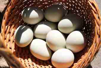 Bénédicte's eggs